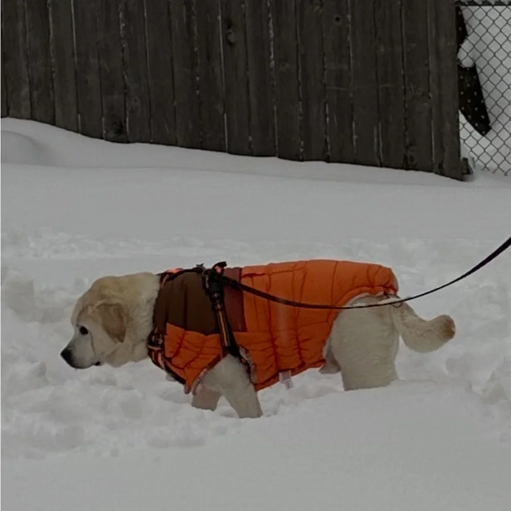 GF Pet Camplife Large Dog Puffer 3XL